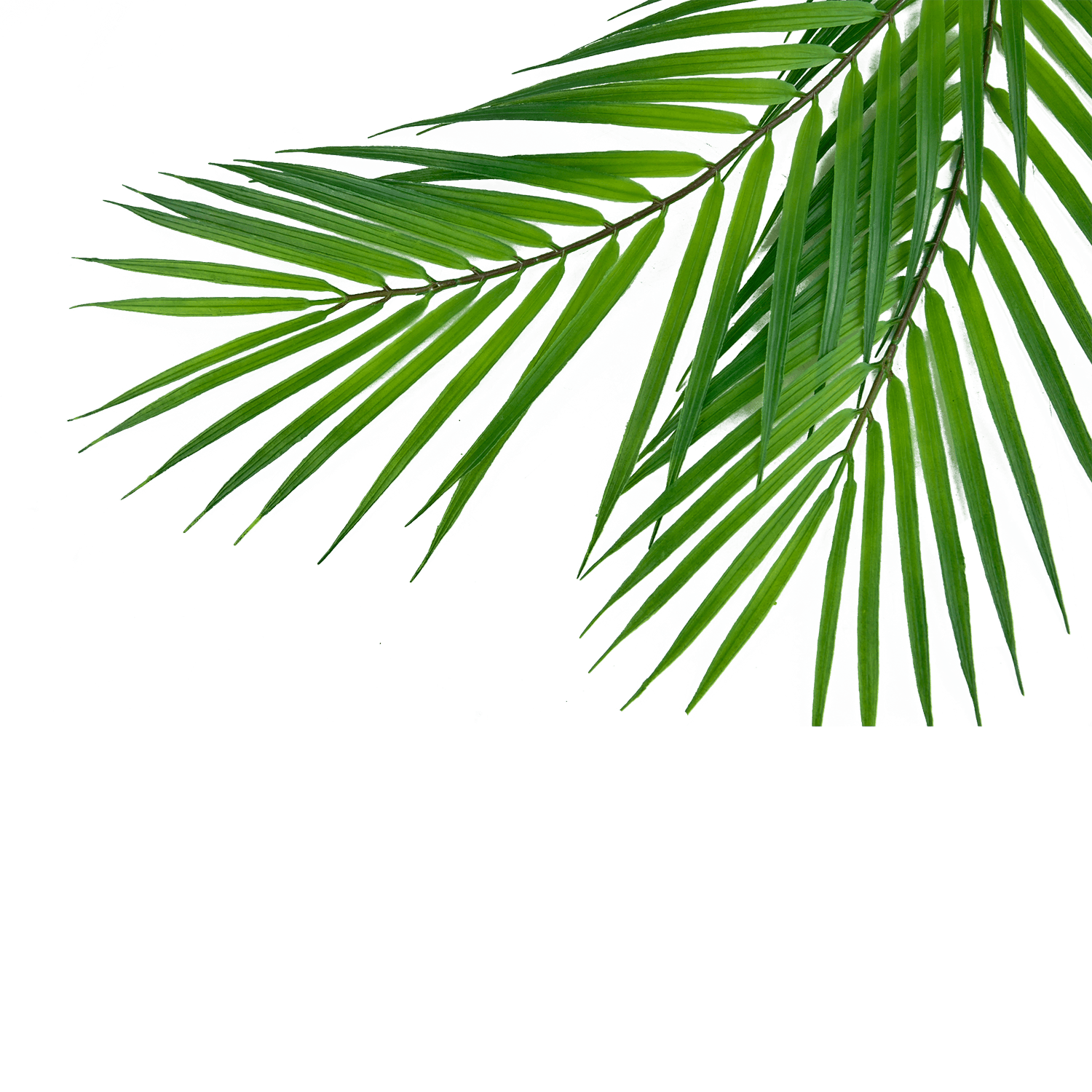 Fotografo bodas canarias -palm